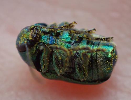 Cryptocephalus aureolus